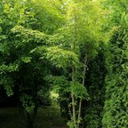 Клен маньчжурский Клен маньчжурский