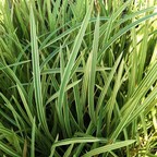Манник большой 'Variegata' Манник большой 'Variegata'