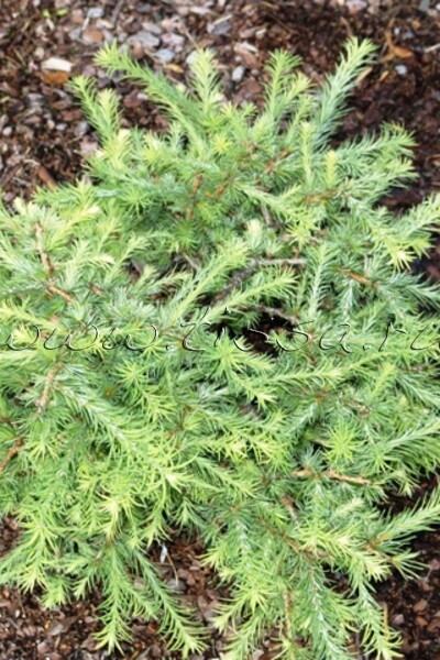 Лиственница американская 'Hartwig Pine'