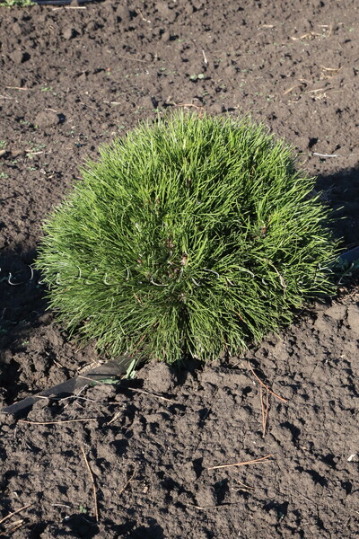 Сосна обыкновенная 'Globosa Viridis'