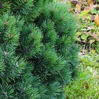 Сосна горная 'Kostelnicek' Сосна горная 'Kostelnicek'