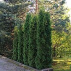 Туя западная 'Columna' Туя западная 'Columna'
