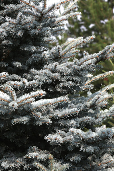 Ель колючая 'Glauca Globosa'