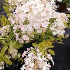 Гортензия метельчатая 'Grandiflora' Гортензия метельчатая 'Grandiflora'