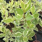 Дерен белый 'Sibirica Variegata' Дерен белый 'Sibirica Variegata'