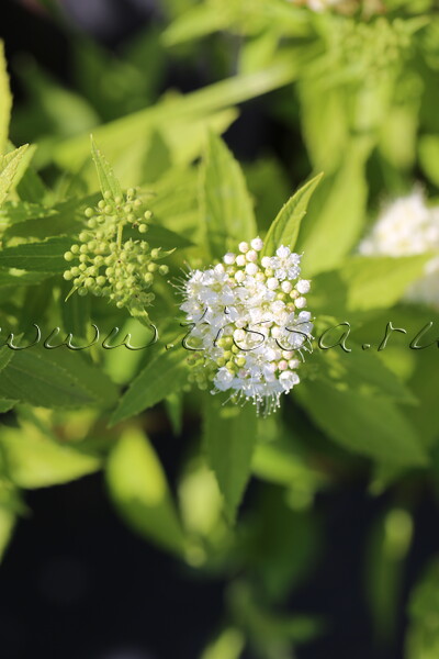 Спирея японская 'Albiflora'