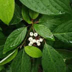 Дерен белый 'Sibirica' Дерен белый 'Sibirica'