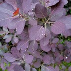 Скумпия обыкновенная 'Royal Purple' Скумпия обыкновенная 'Royal Purple'