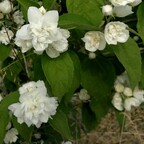 Чубушник 'Dame Blanche' Чубушник 'Dame Blanche'