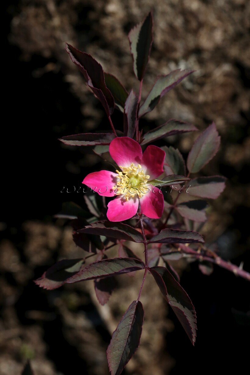 Роза глаука (сизая)