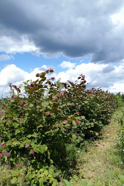 Лещина крупная 'Purpurea'