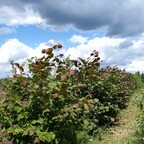 Лещина крупная 'Purpurea' Лещина крупная 'Purpurea'