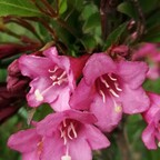 Вейгела 'Bristol Ruby' Вейгела 'Bristol Ruby'