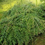 Ива цельнолистная 'Pendula'