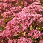 Очиток обыкновенный 'Munstead Dark Red' Очиток обыкновенный 'Munstead Dark Red'