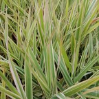 Бухарник мягкий 'Albovariegatus' Бухарник мягкий 'Albovariegatus'