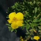 Лапчатка кустарниковая 'Fredhem' Лапчатка кустарниковая 'Fredhem'