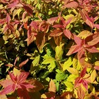 Спирея японская 'Macrophylla' Спирея японская 'Macrophylla'