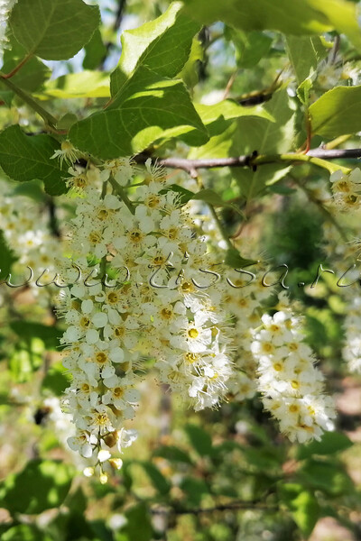 Черемуха виргинская КУСТ