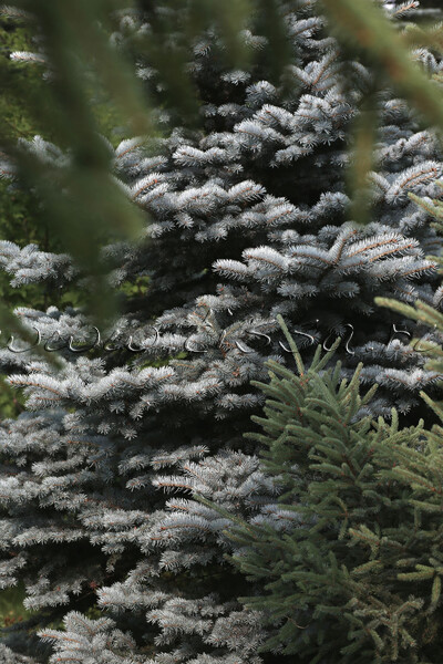 Ель колючая 'Glauca Globosa' СОЛИТЕР