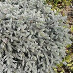 Ель колючая 'Nidiformis Kalous' Ель колючая 'Nidiformis Kalous'