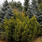Сосна горная 'Winter Gold' Сосна горная 'Winter Gold'