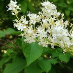 Сирень сетчатая амурская Сирень сетчатая амурская