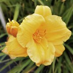Лилейник гибридный 'Stella de Oro'