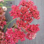 Очиток 'Red Cauli'