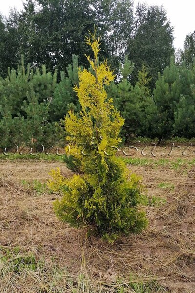 Туя западная 'Golden Brabant'