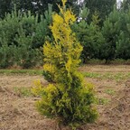 Туя западная 'Golden Brabant' Туя западная 'Golden Brabant'