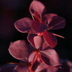 Барбарис Тунберга 'Atropurpurea' Барбарис Тунберга 'Atropurpurea'