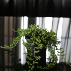 Можжевельник горизонтальный 'Glauca' Можжевельник горизонтальный 'Glauca'