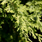 Можжевельник казацкий 'Tamariscifolia'