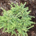 Лиственница американская 'Hartwig Pine'