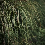 Туя западная 'Filiformis' СОЛИТЕР Туя западная 'Filiformis' СОЛИТЕР