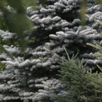 Ель колючая 'Glauca Globosa' Ель колючая 'Glauca Globosa'