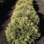 Туя западная 'Globosa Aurea' Туя западная 'Globosa Aurea'