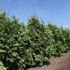 Туя западная 'Wareana Lutescens' Туя западная 'Wareana Lutescens'