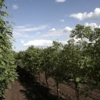 Рябина Матсумуры Рябина Матсумуры