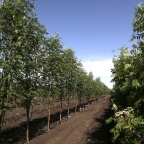 Рябина обыкновенная 'Sheerwater Seedling' Рябина обыкновенная 'Sheerwater Seedling'
