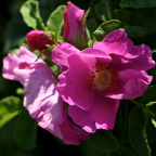 Роза ругоза (морщинистая)