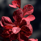 Барбарис Тунберга 'Rose Glow' СОЛИТЕР